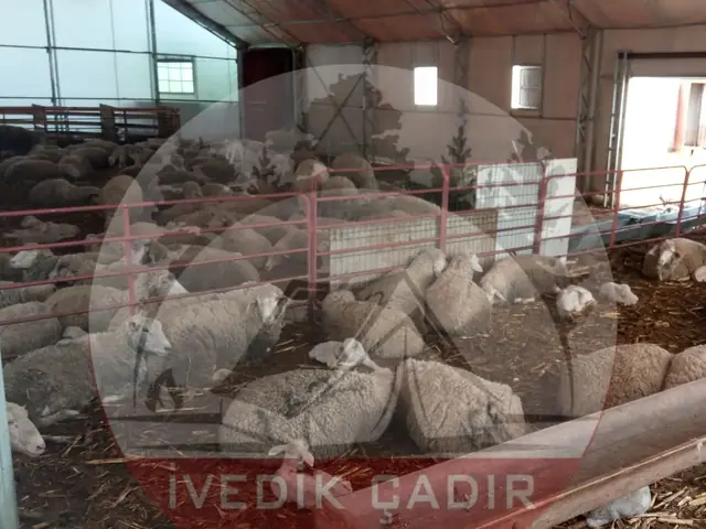Makaslı Çadır (5 Köşe)