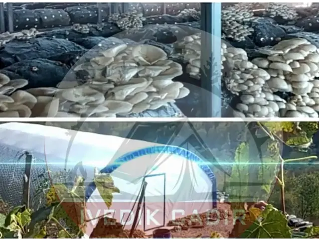 Solucan ve Mantar Çadırı