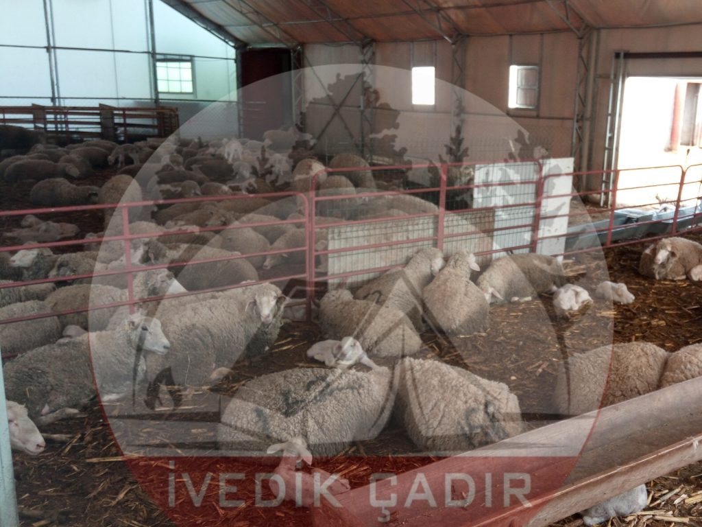 5-kose-makasli-cadir-9